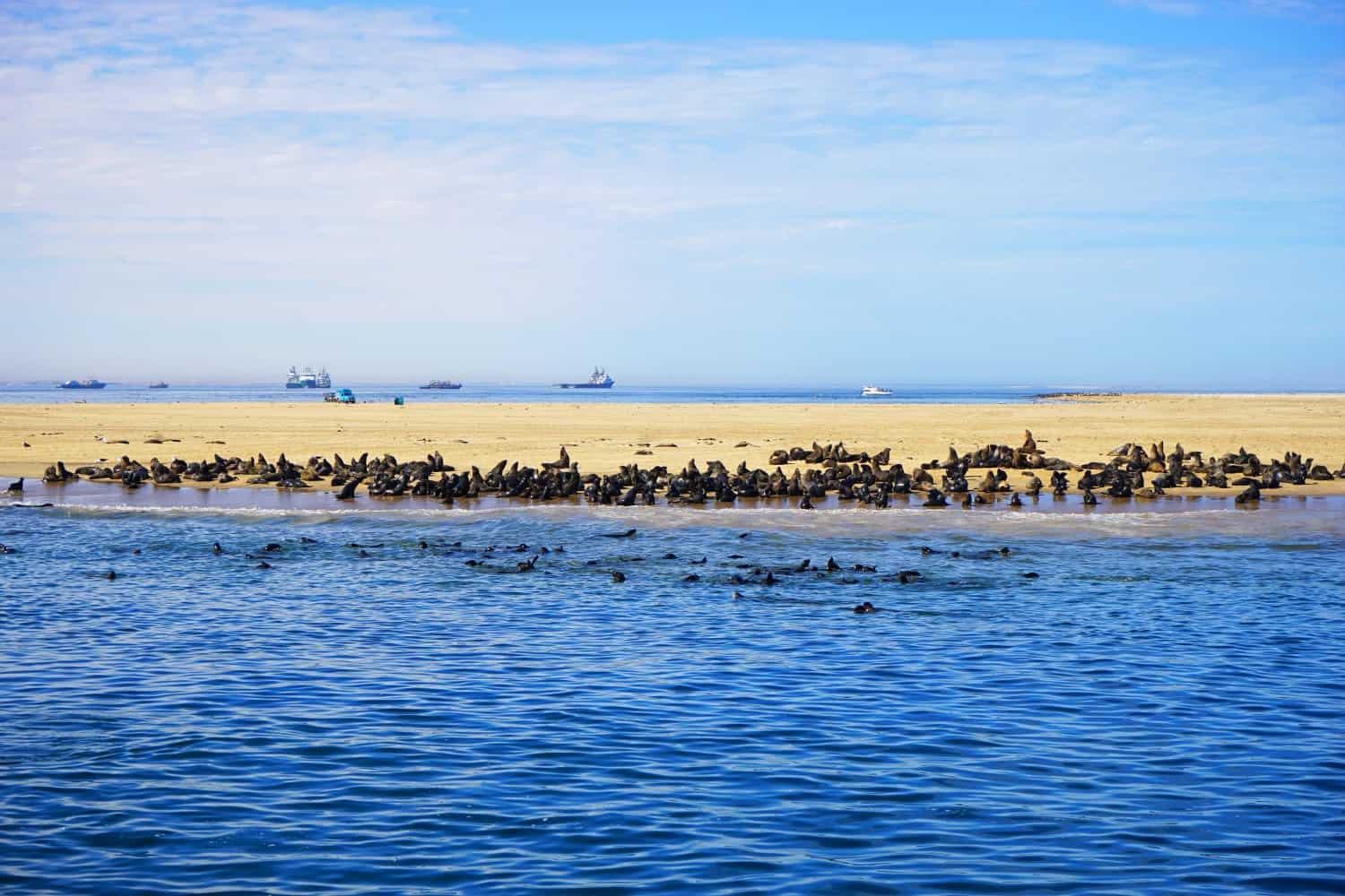 Seals at Walvis Bay in Namibia