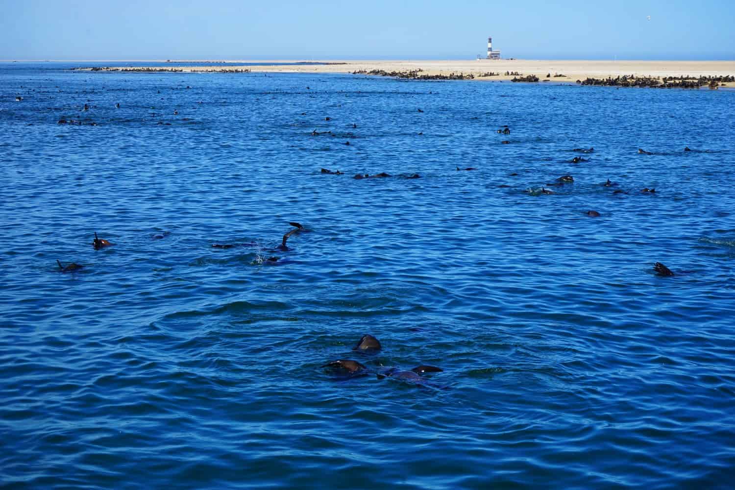 Seals in Walvis Bay