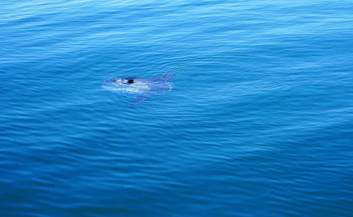 Sun Fish in Walvis Bay Namibia