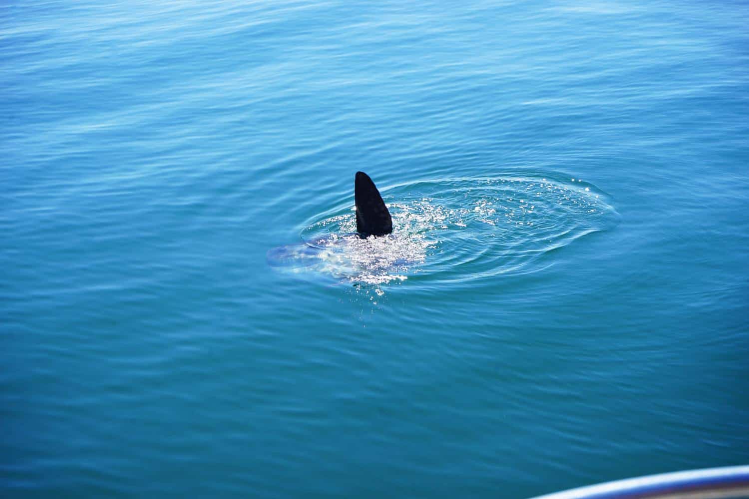 Sun fish in Walvis Bay