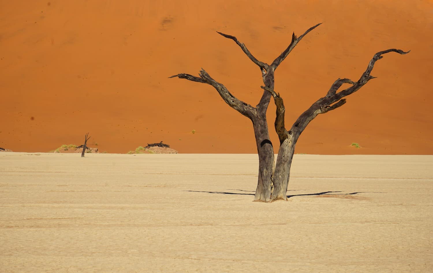Dead tree at Dead Vlei Namibia