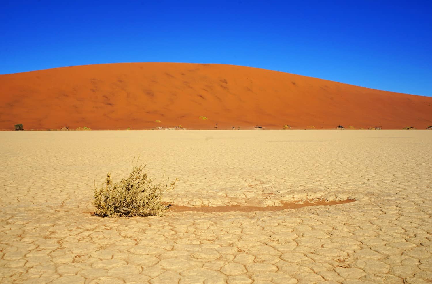 Plant in Dead Vlei