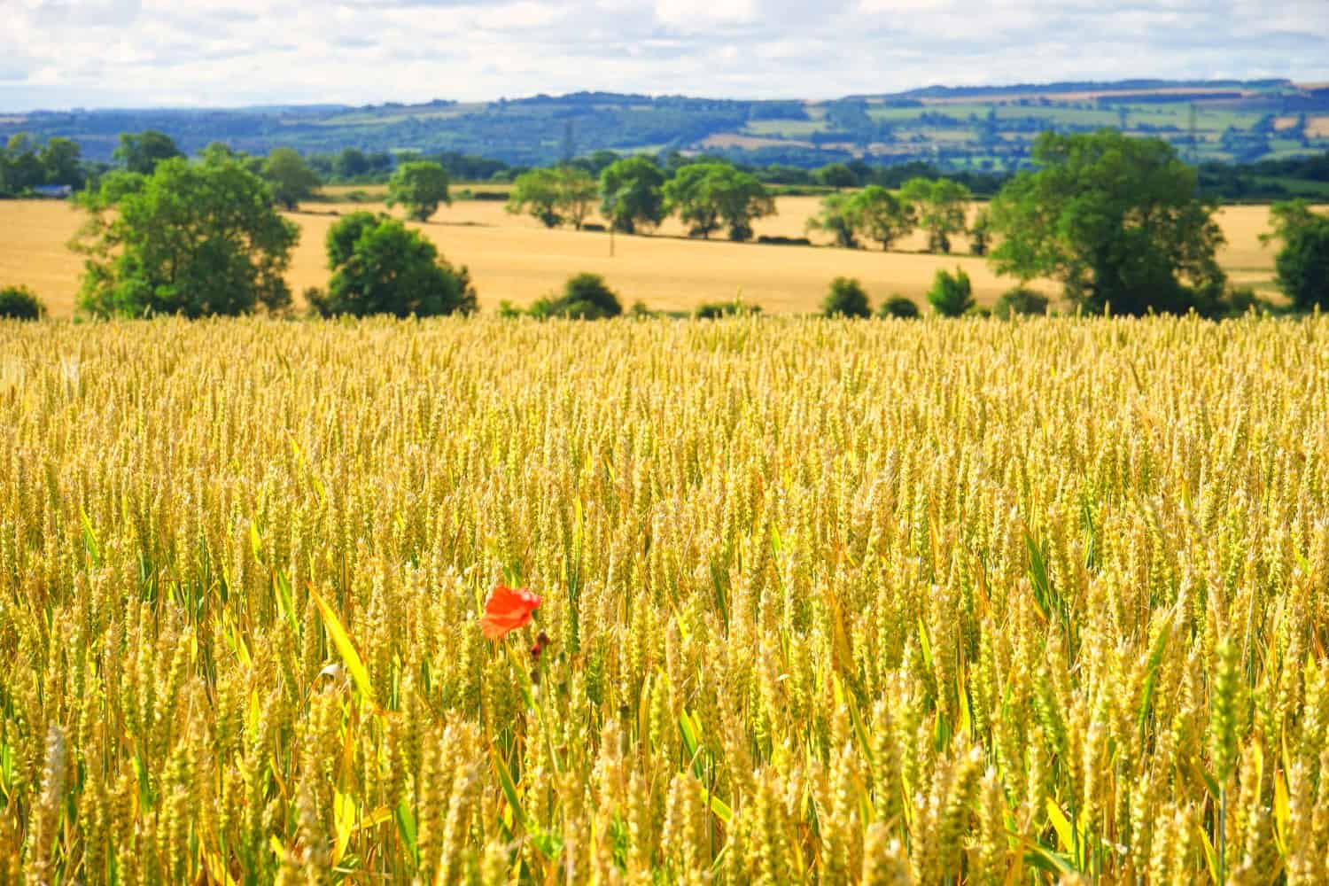 Poppy in the UK