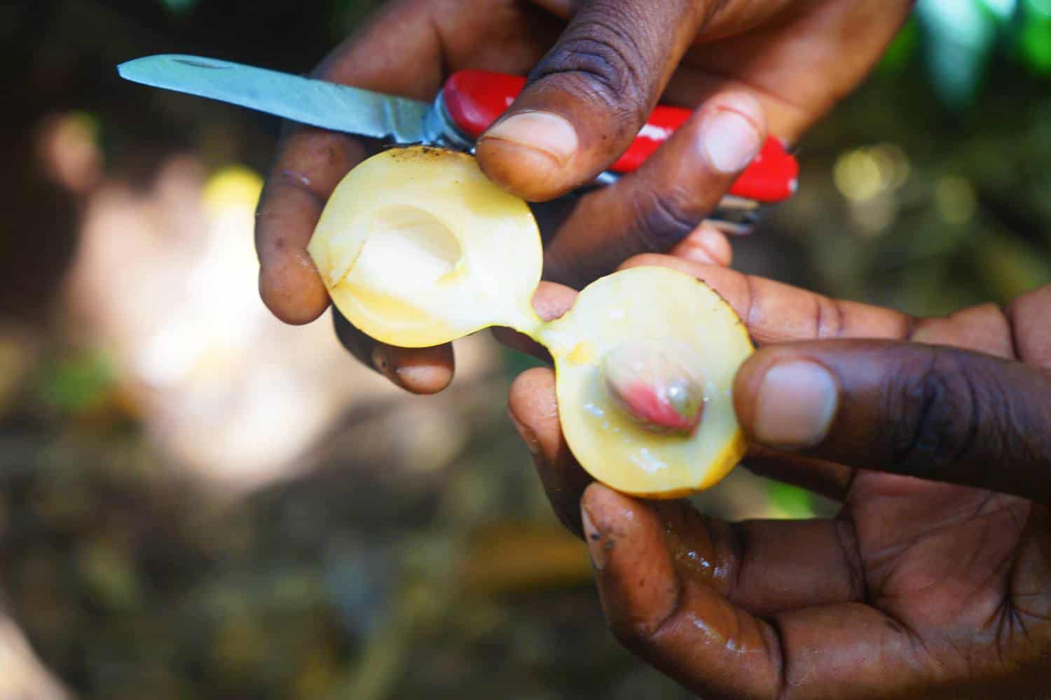 Spice plantation tour in Zanzibar