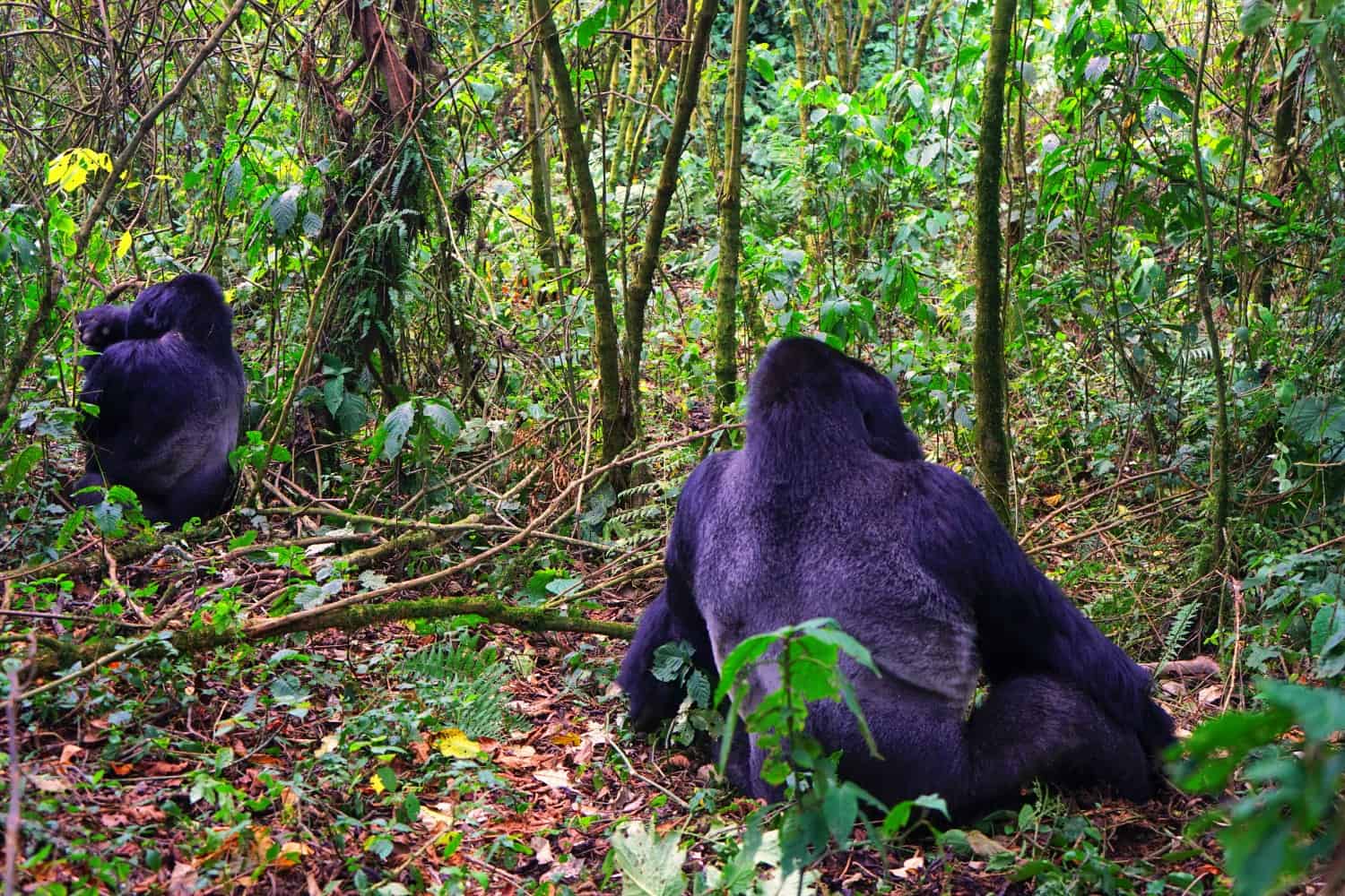 Sulking gorillas in the DRC