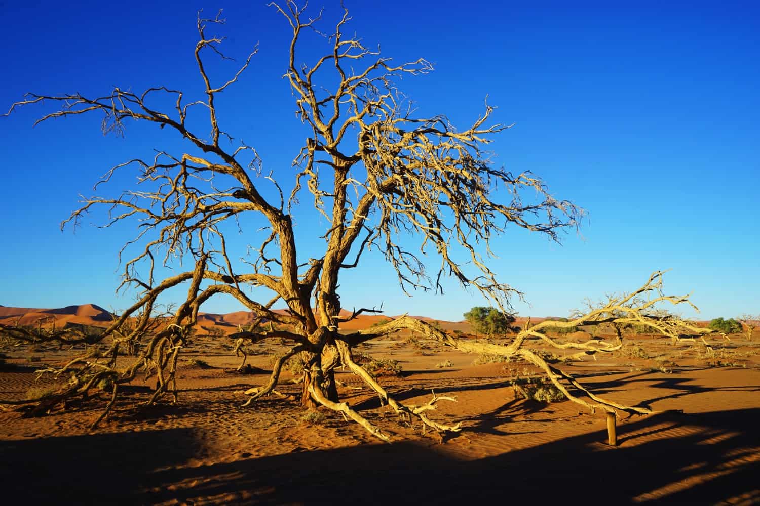 Tree at Sossusvlei