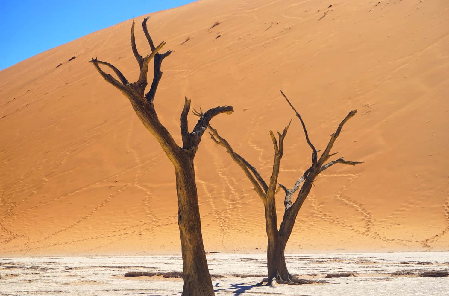 Trees at Dead Vlei