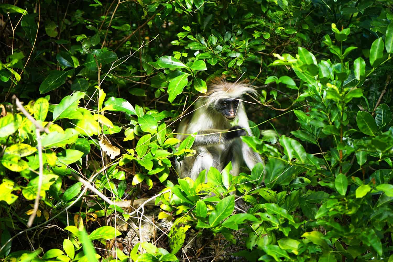Zanzibar red colobus monkey