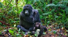 Gorilla and baby in Virunga National Park