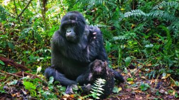 Gorilla and baby in Virunga National Park