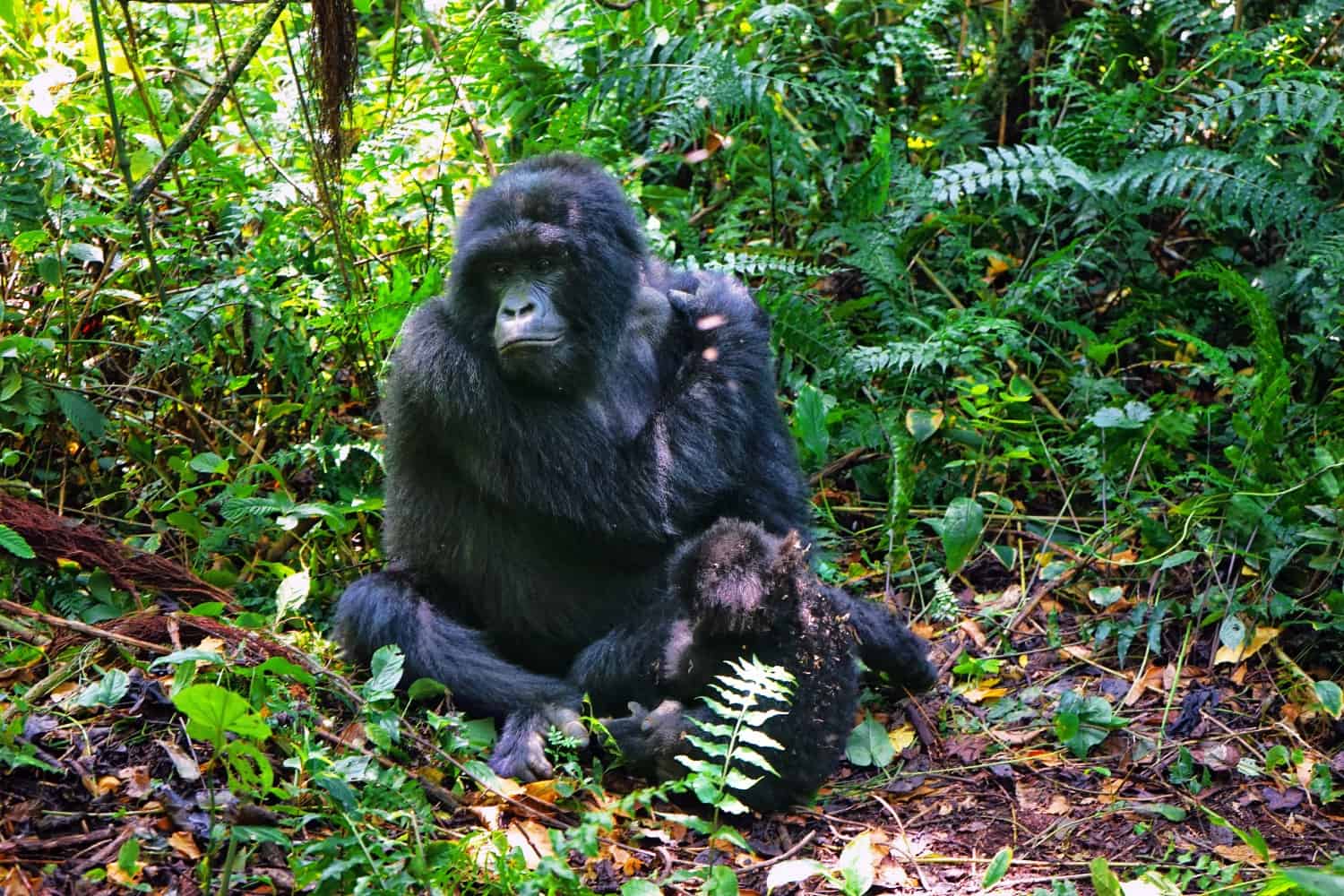 Gorilla and baby in Virunga National Park