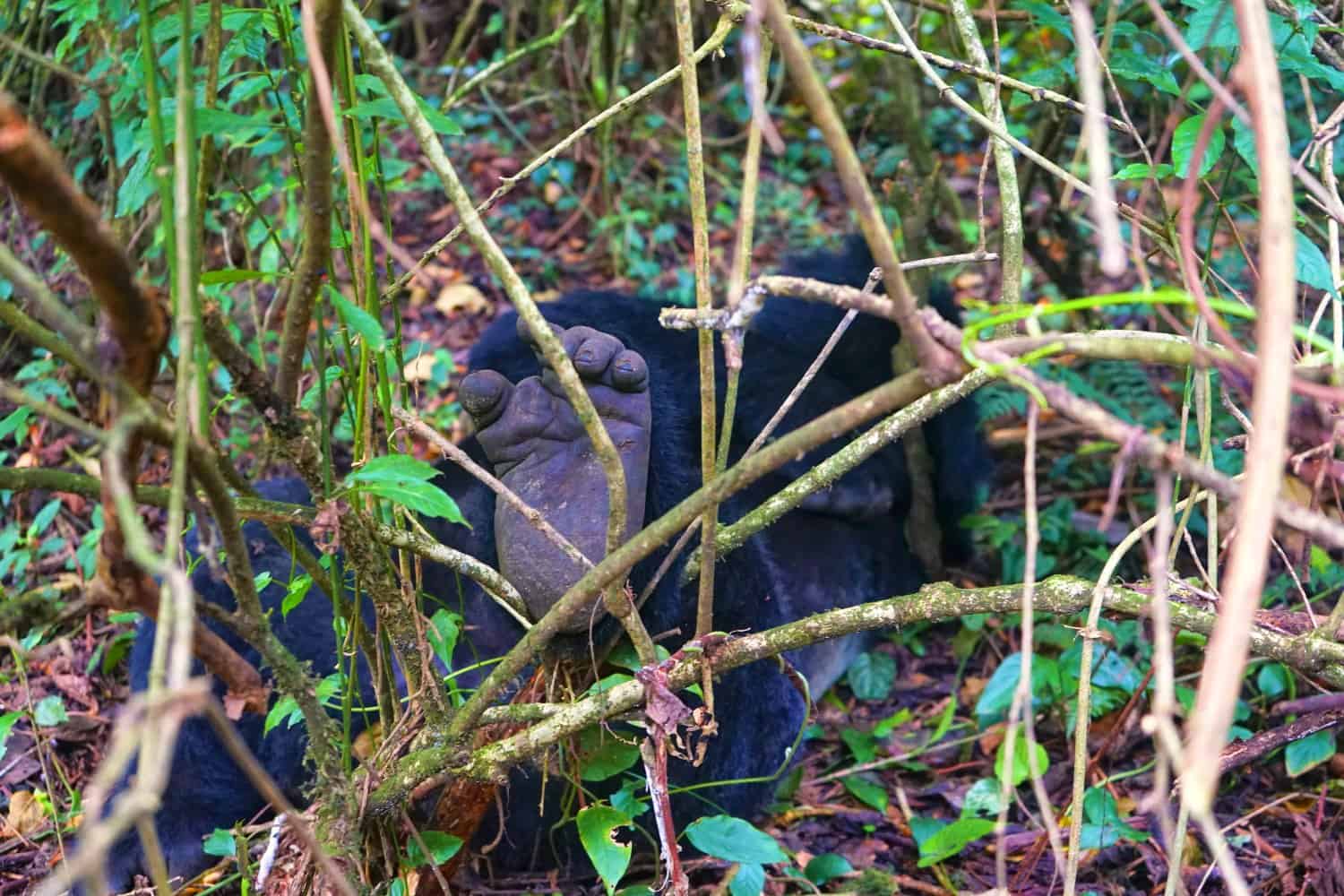 Gorilla foot at Virunga National Park