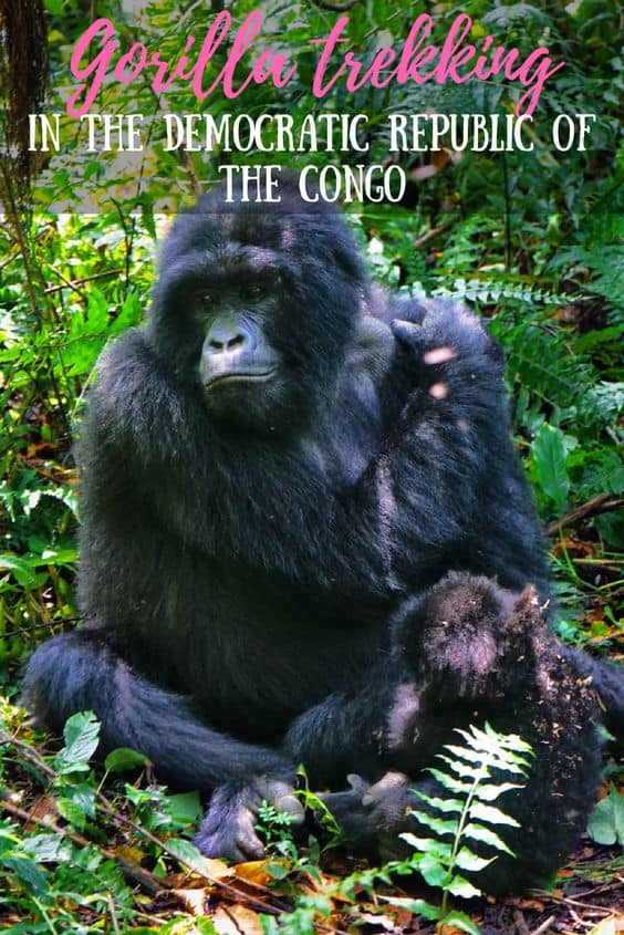 You wouldn't expect the Congo to be home to the most efficient national park in the world, but I'm calling it: that's exactly what Virunga is. Read all about gorilla trekking in the Democratic Republic of the Congo!