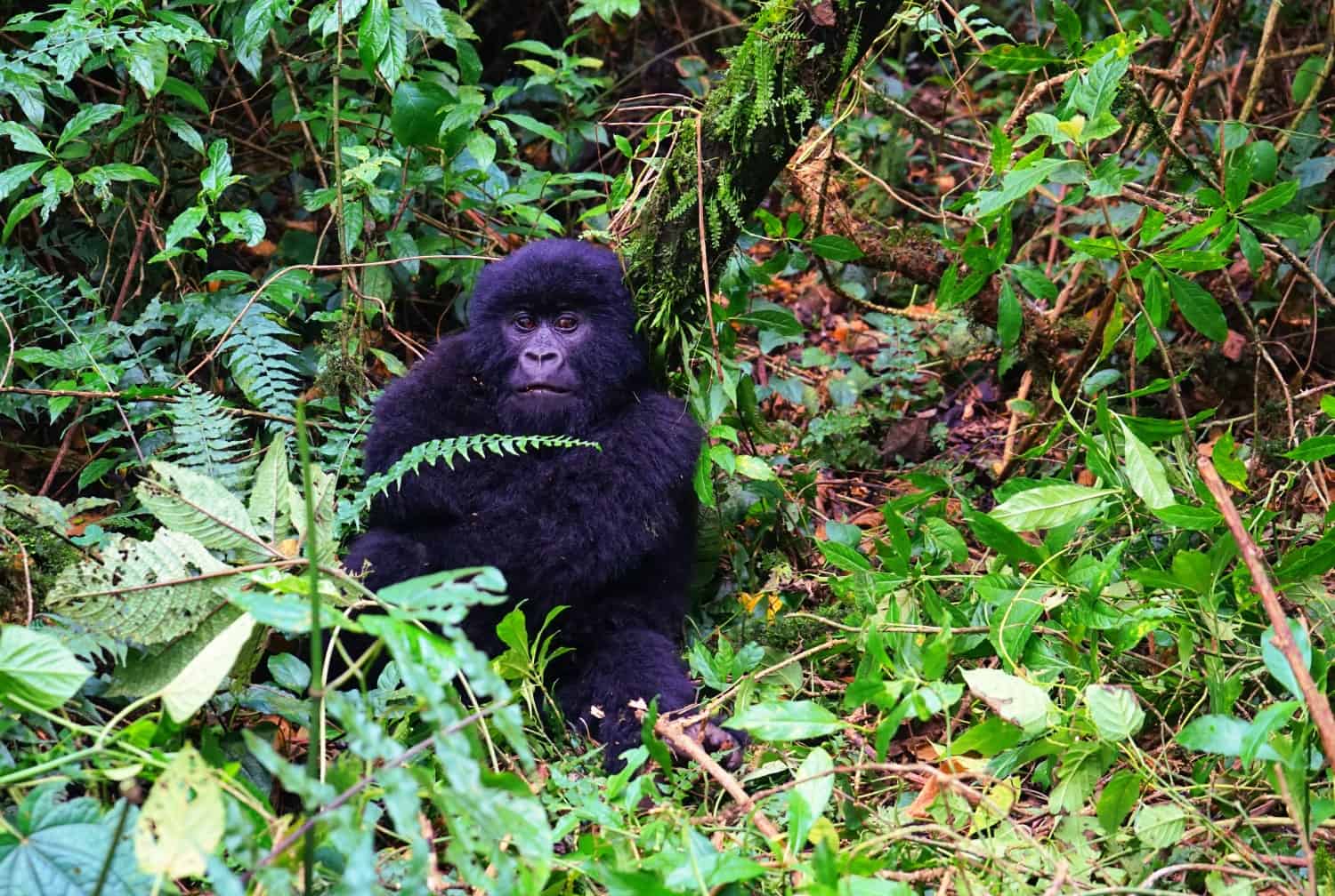 Mountain gorilla in Virunga in the DRC