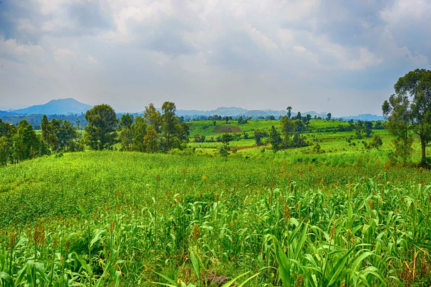 Virunga National Park cornfields