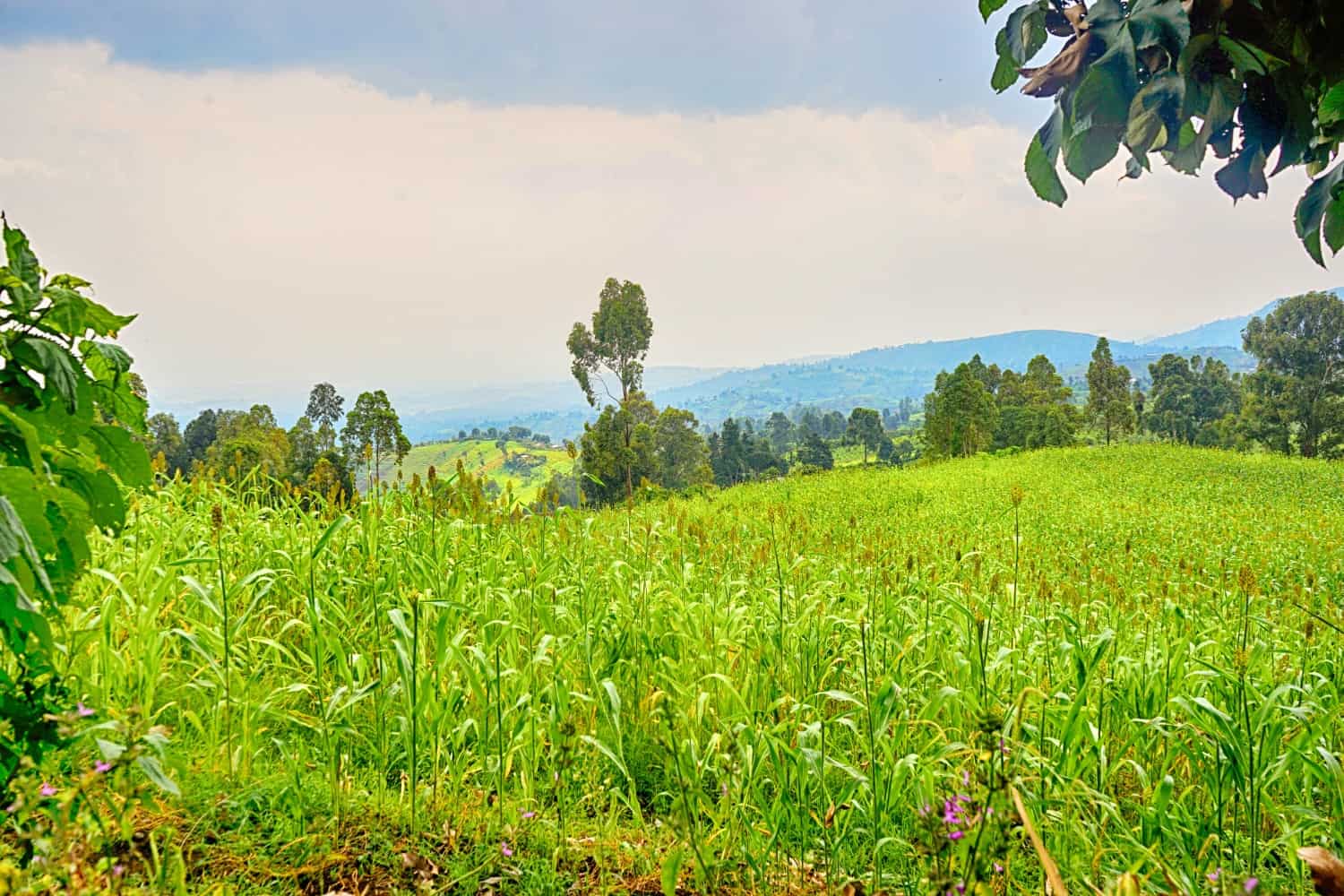 Virunga National Park scenery