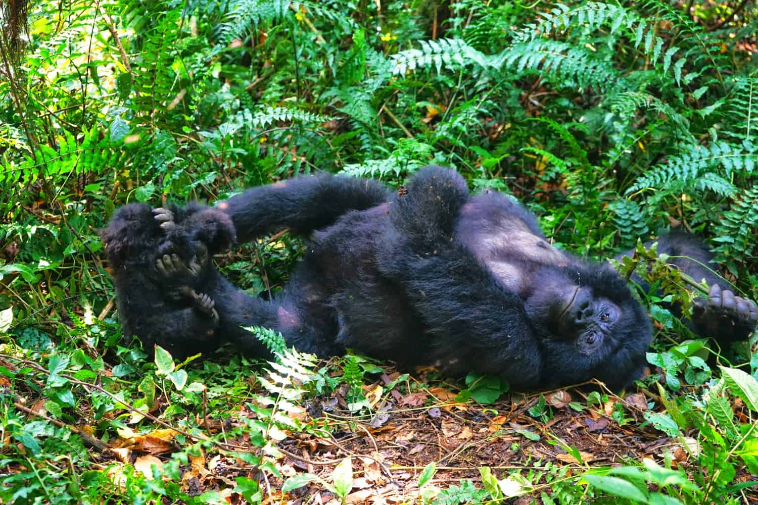 Wild mountain gorillas in Virunga National Park
