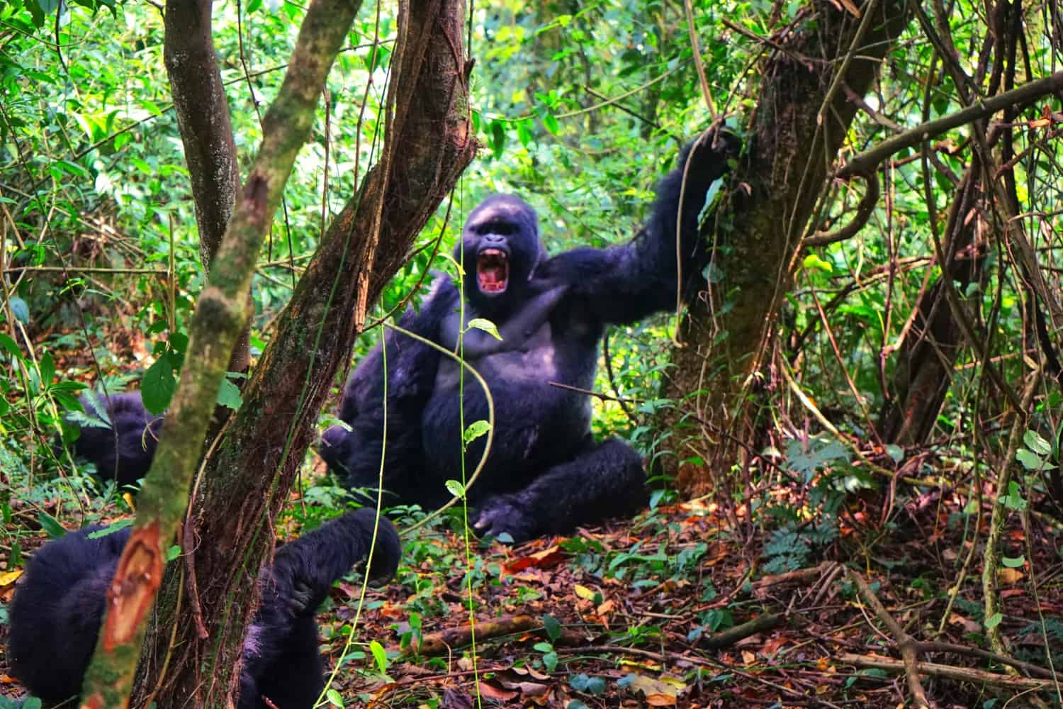 Yawning mountain gorilla in the DRC