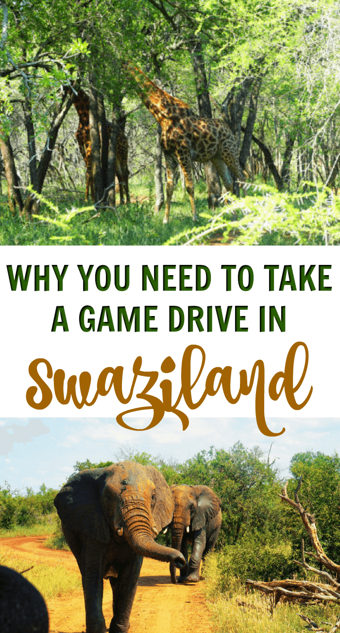 Go to Swaziland! It's a beautiful country full of friendly locals. While you're there, sign up for a game drive in Hlane Royal National Park. It's incredibly inexpensive compared to the cost of drives in its neighbouring countries, and as a bonus, you'll most likely have the entire car to yourself.