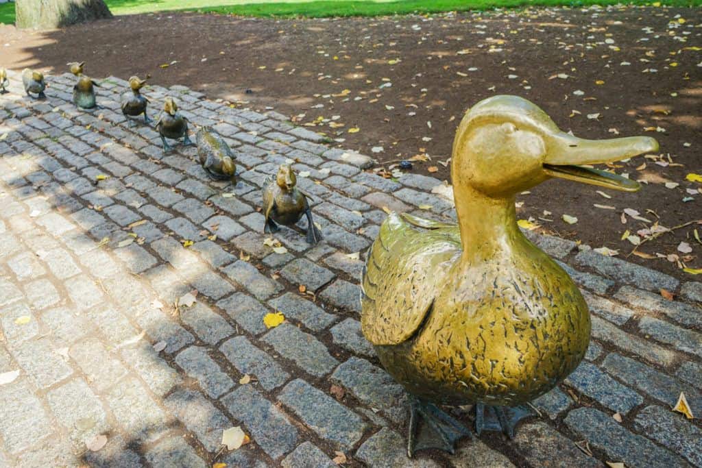 Ducks in Boston park