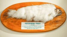 Fur Bearing Trout