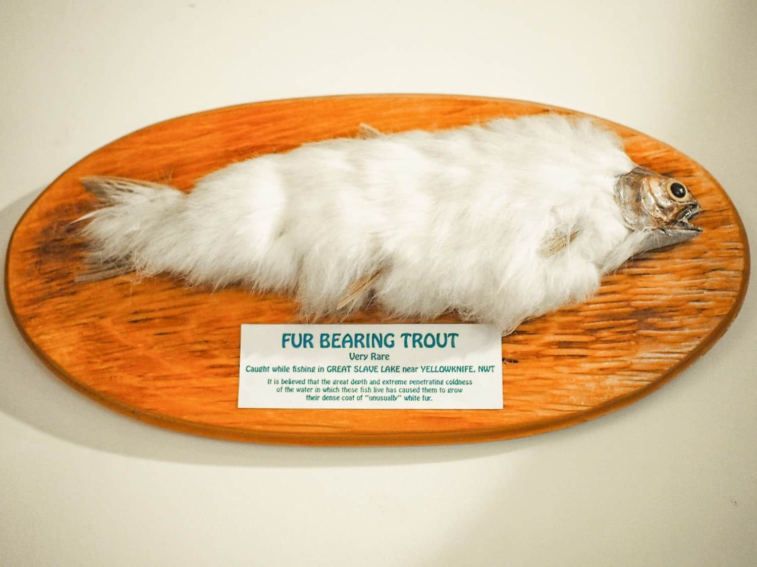 Fur Bearing Trout