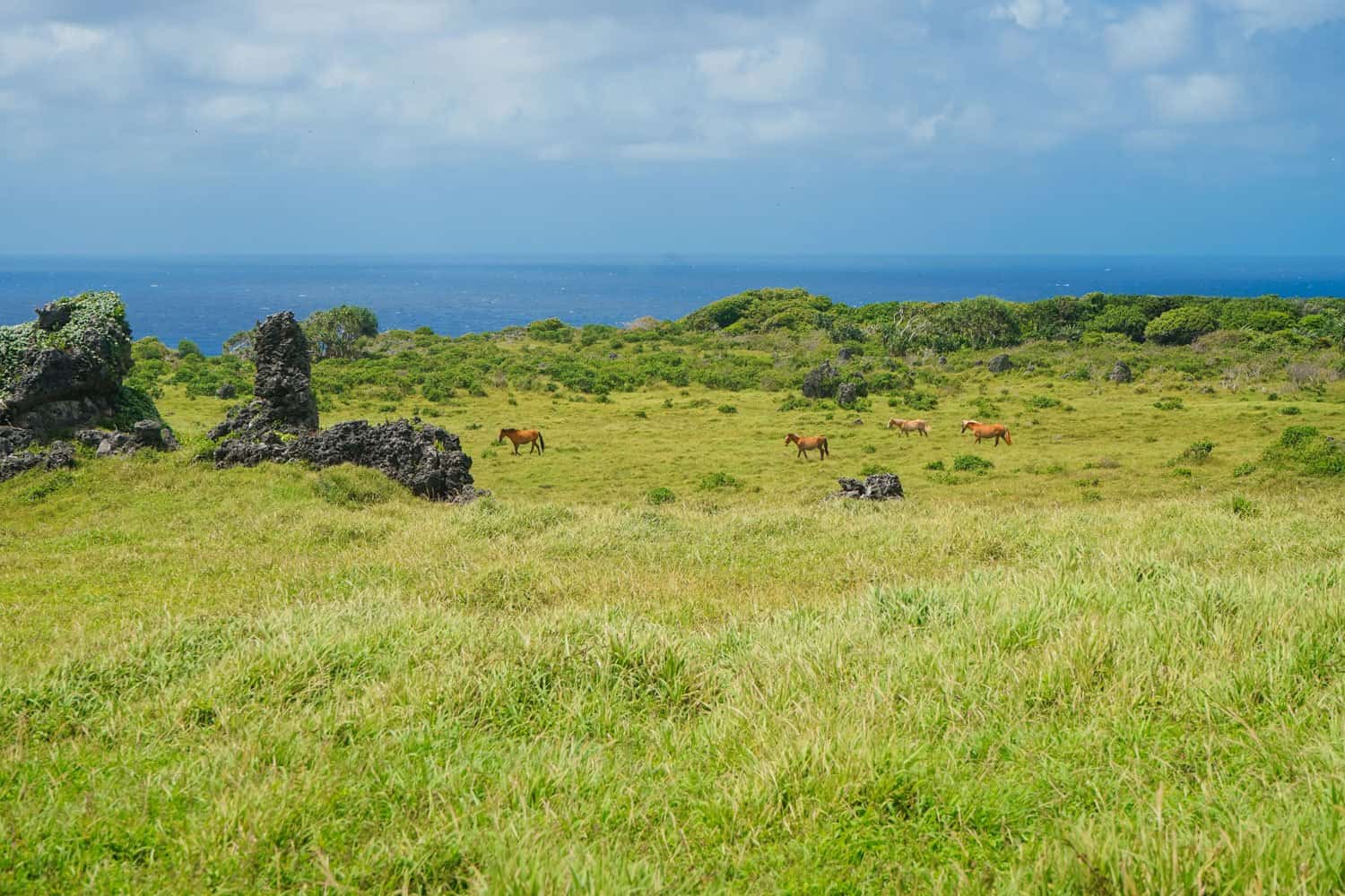 Horses on Eua in Tonga