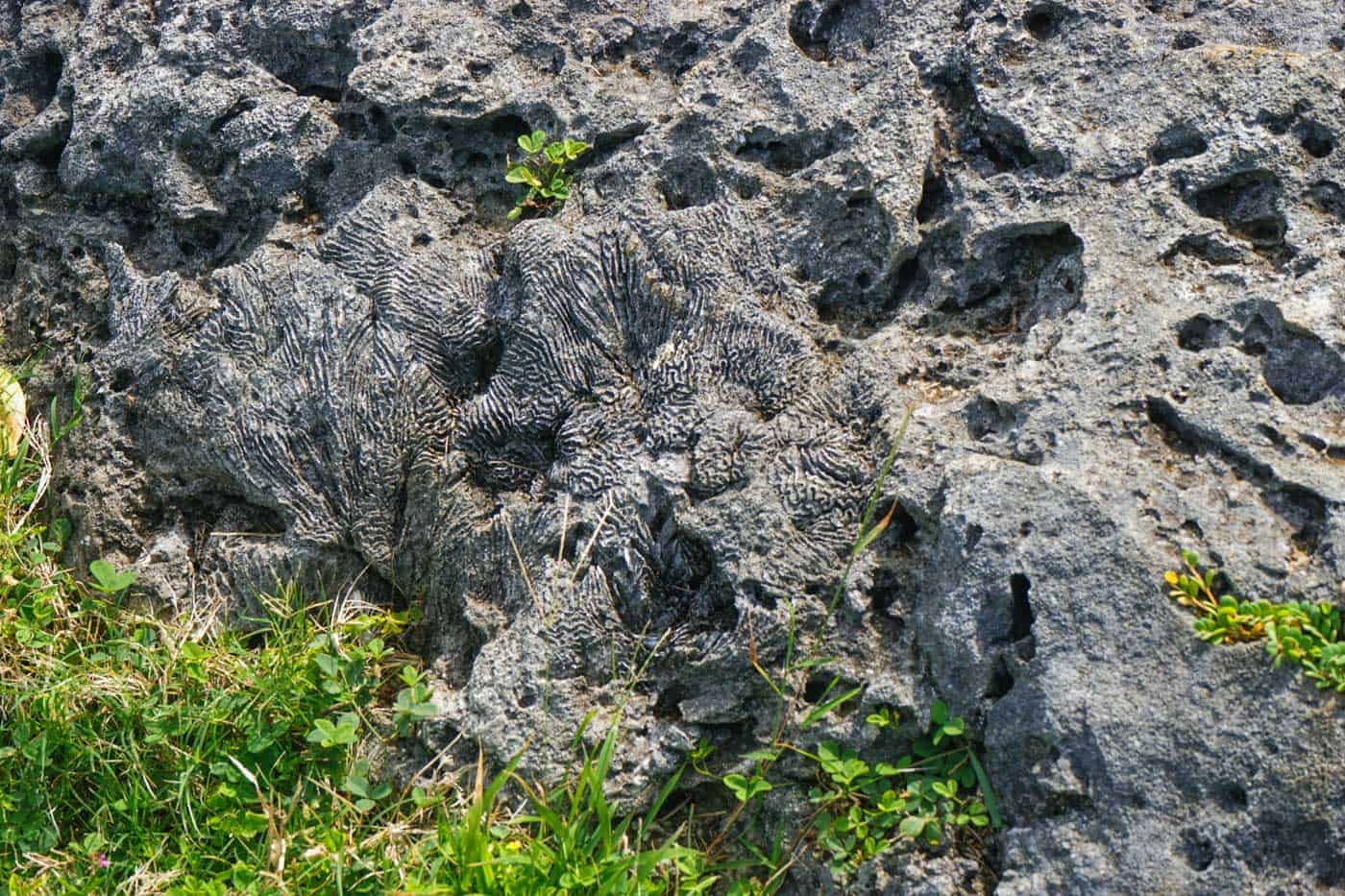 Coral fossil in Eua Tonga