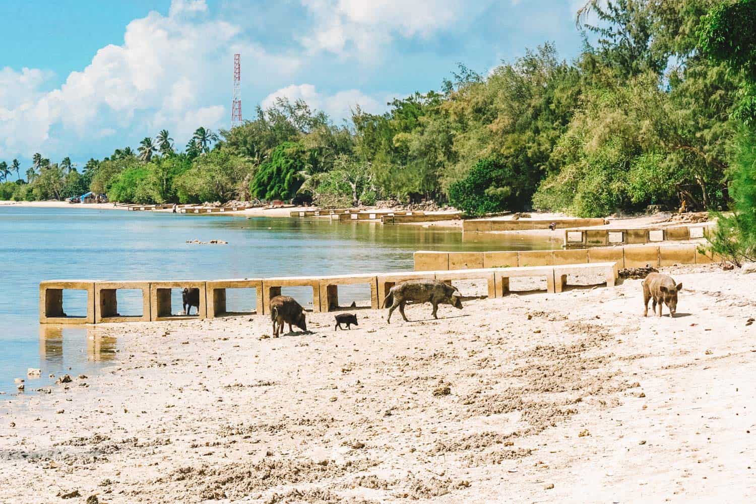 Fishing pigs in Tongatapu