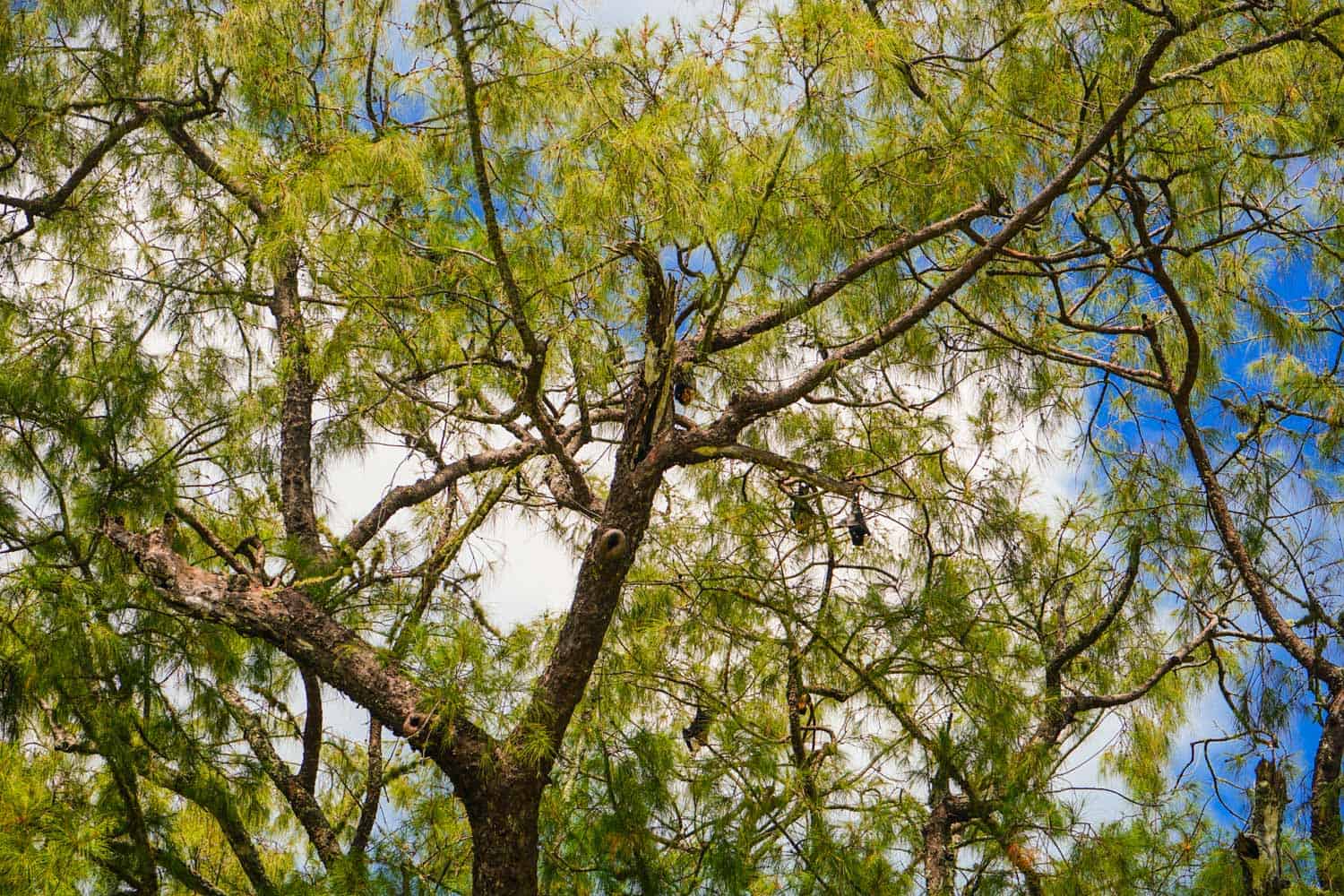 Flying foxes in Tongatapu