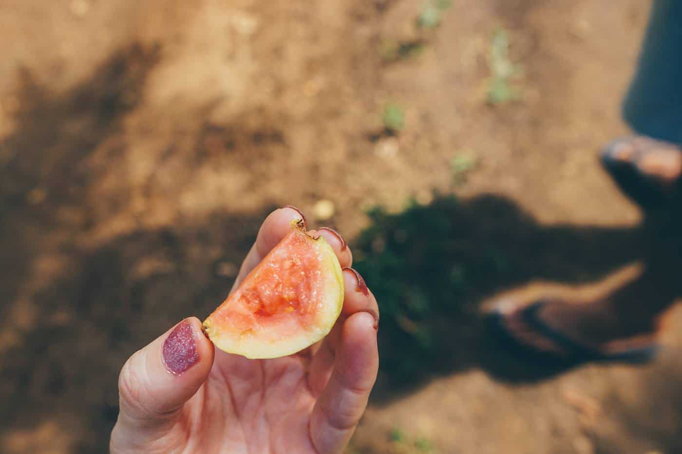 Guava on Eua Tonga