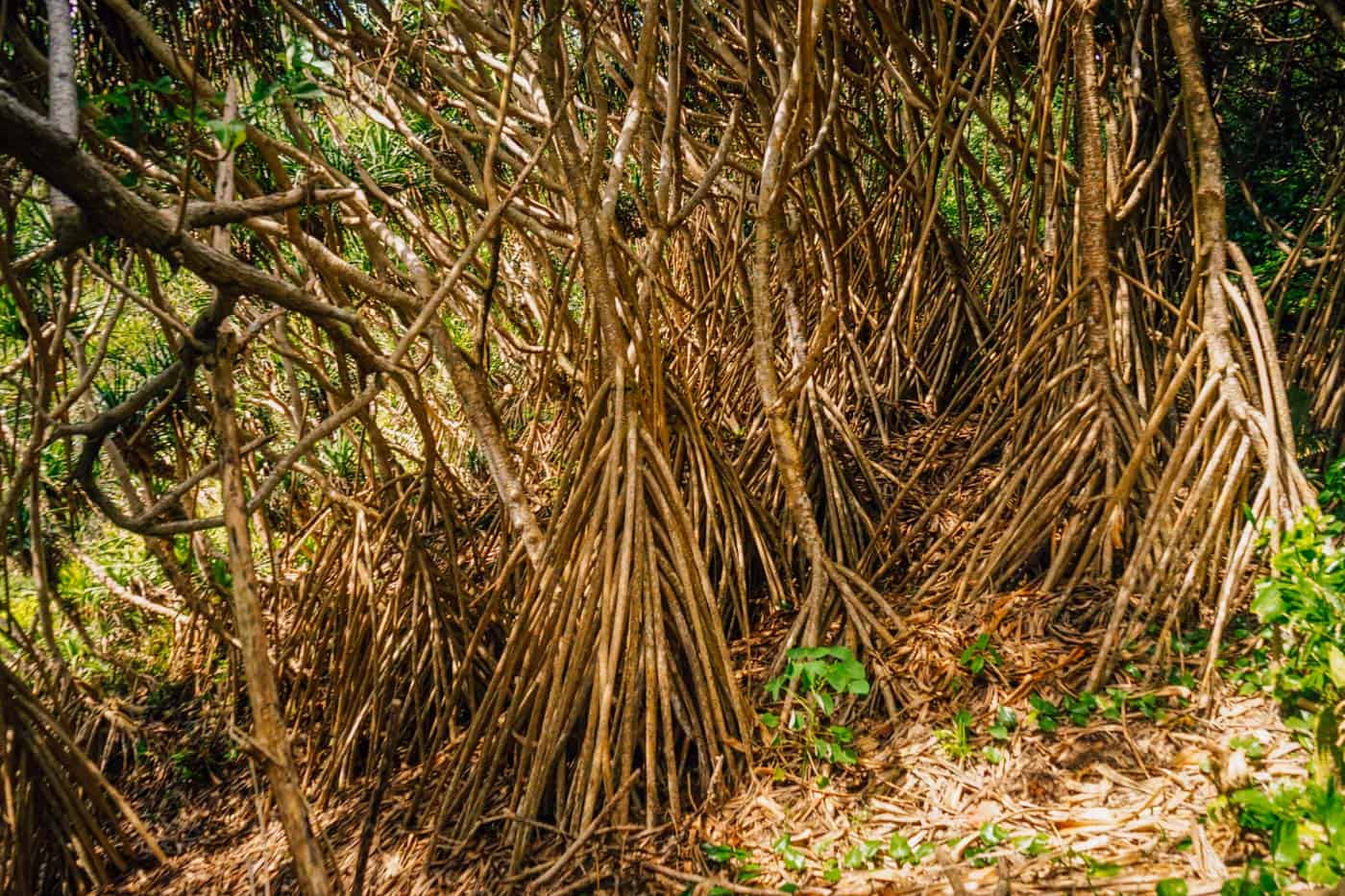 Mangrove roots in Eua Tonga