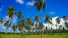 Palm trees in Tongatapu