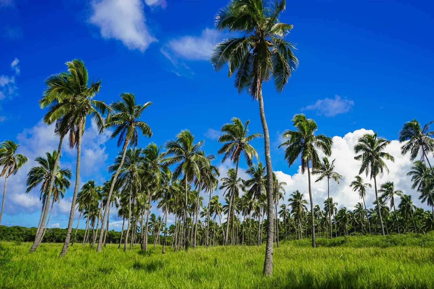 Palm trees in Tongatapu