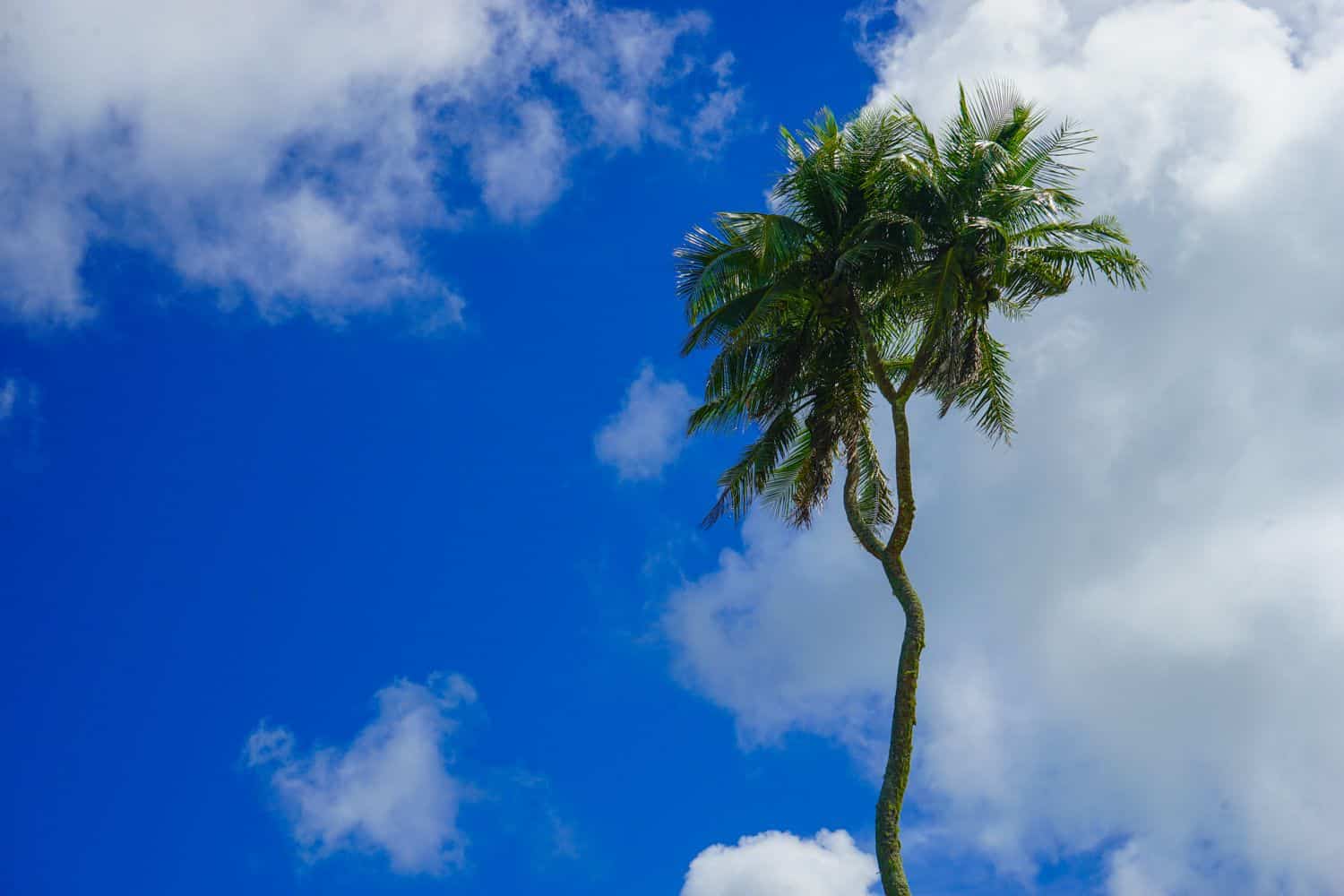 Three-headed palm tree in Tongatapu