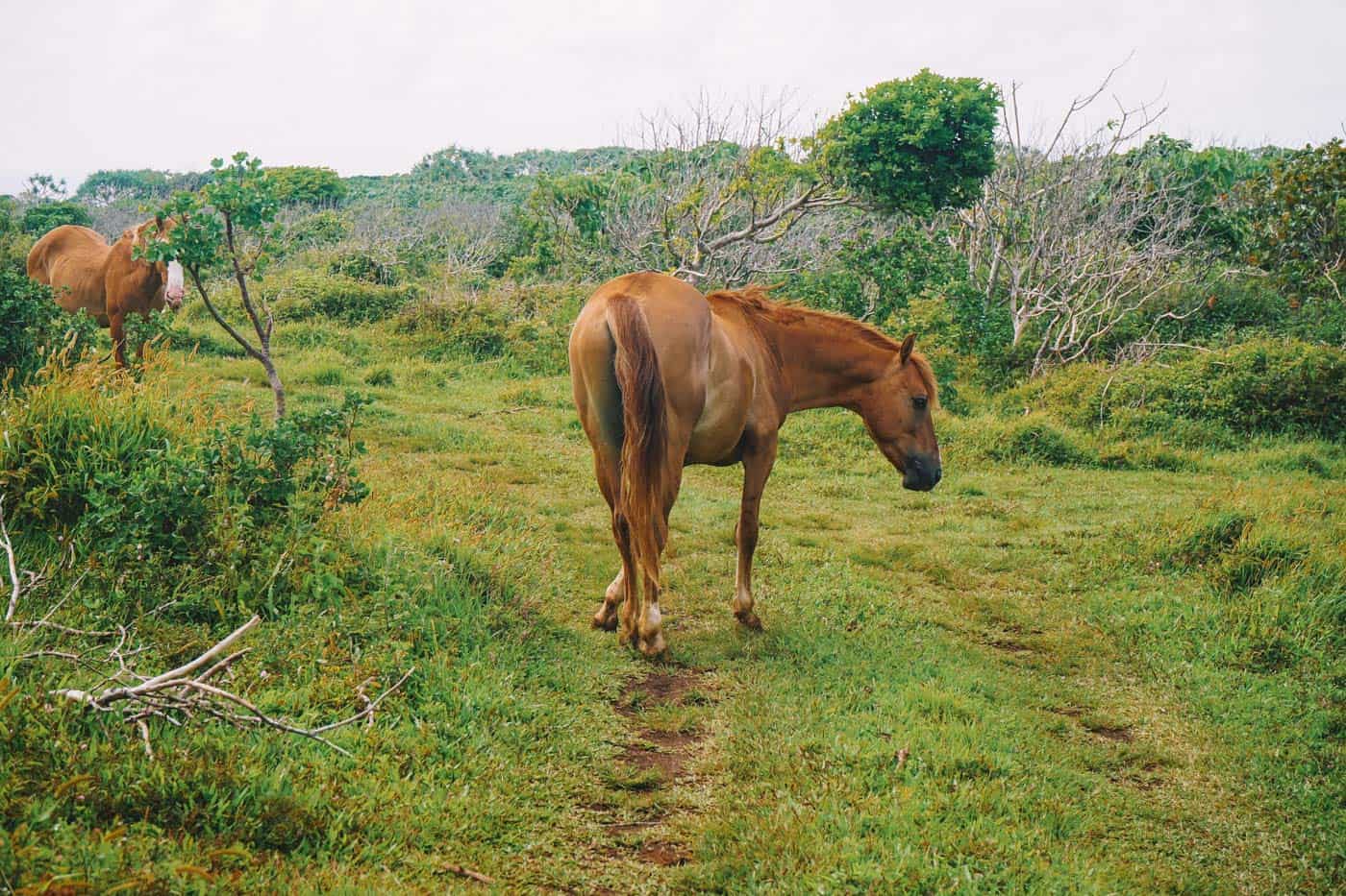 Wild horse in Eua Tonga