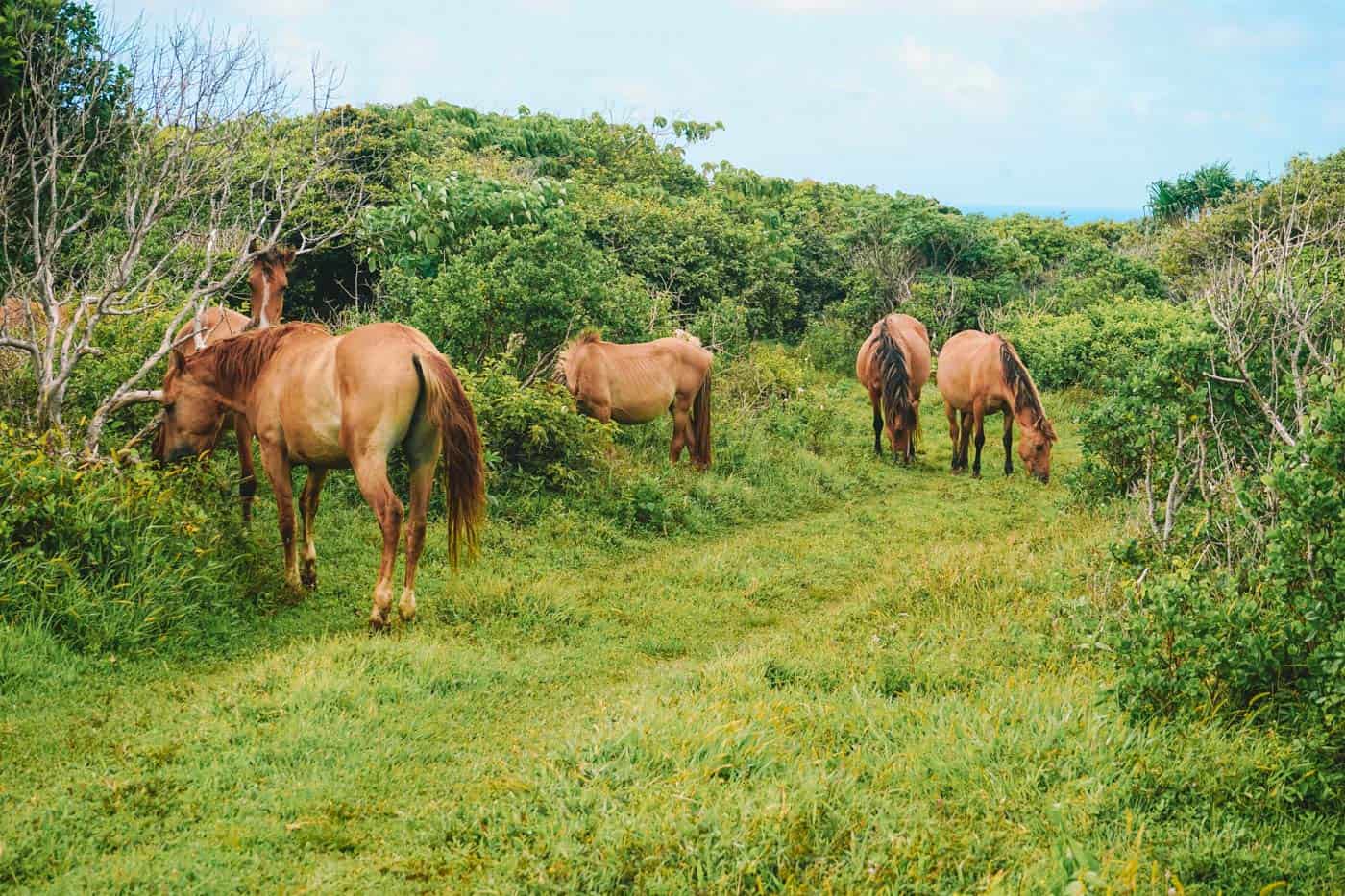 Wild horses in Eua Tonga