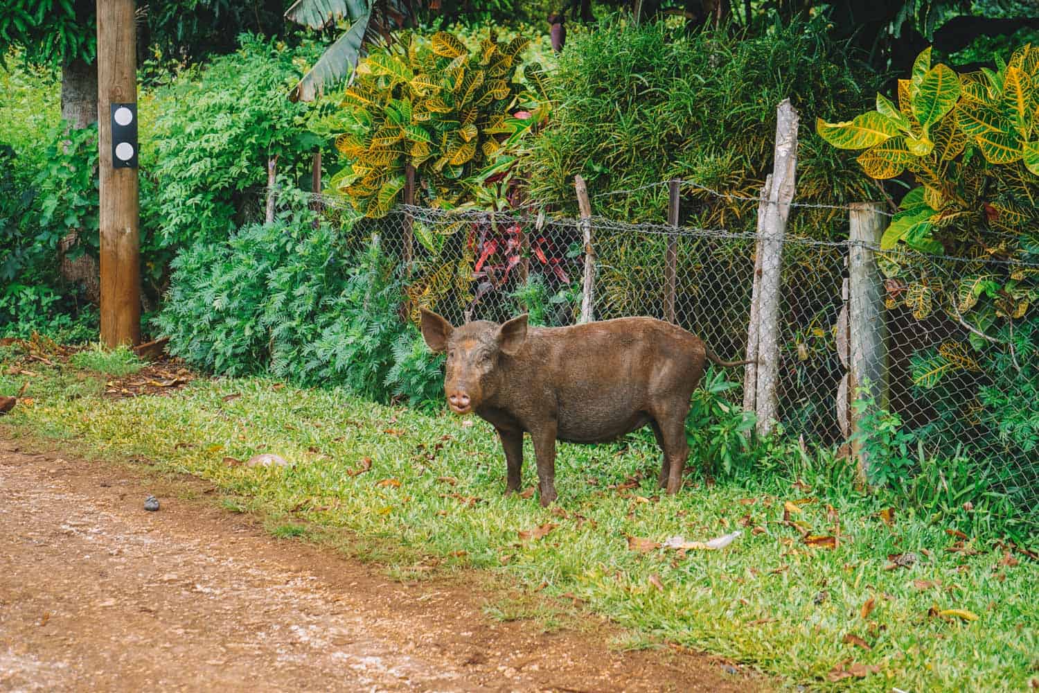 Wild pig on Eua in Tonga