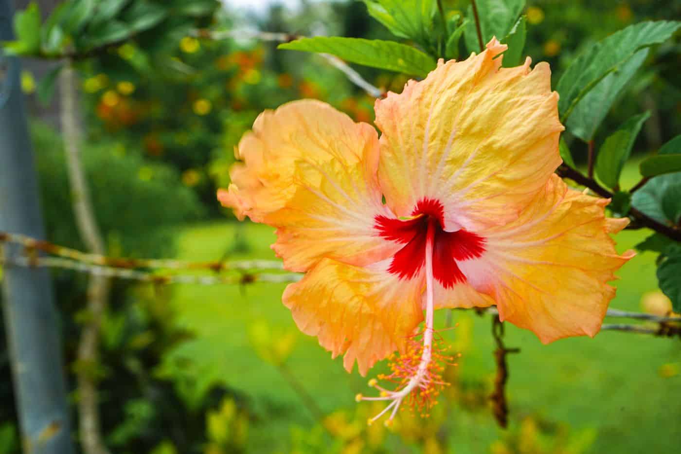 Yellow and pink flower in Tonga