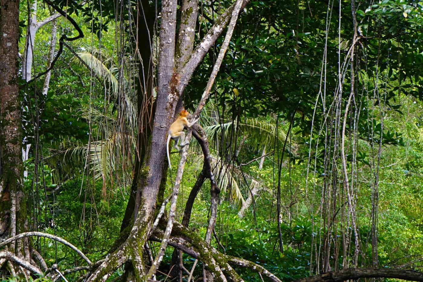 Proboscis monkey in Brunei