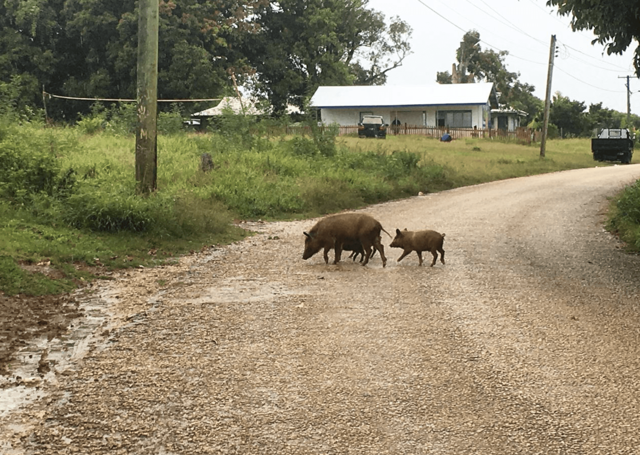 Pigs crossing the road in Tonga