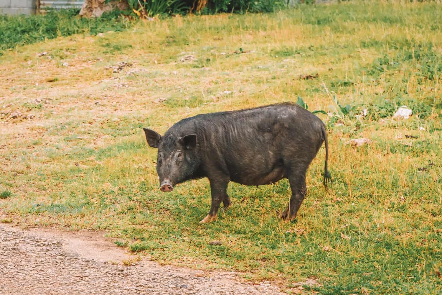Wild pig in Tonga