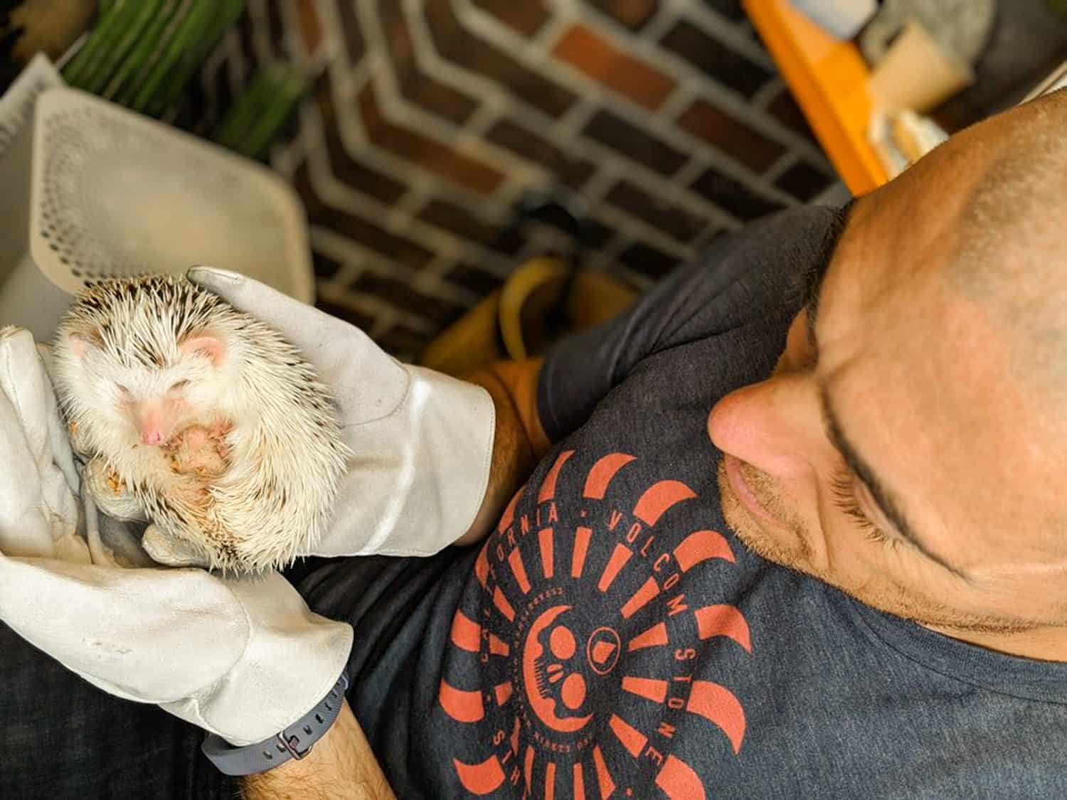 Man holding hedgehog in Harajuku, Tokyo