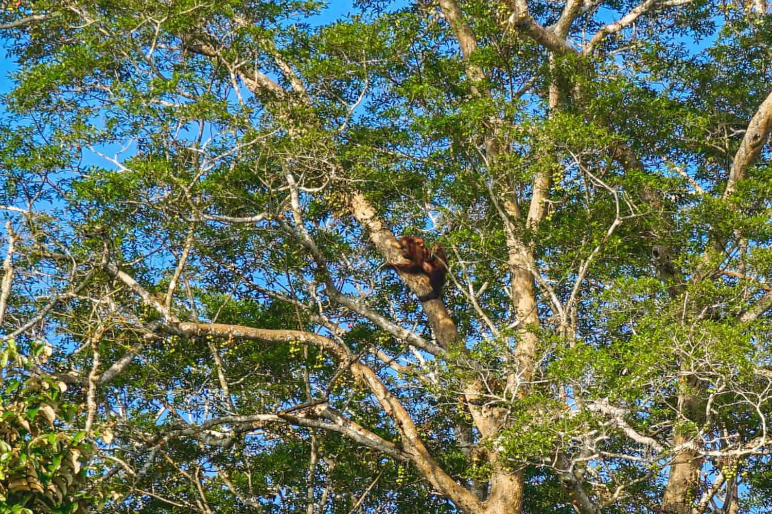 Wild orangutan on Kinabatangang River