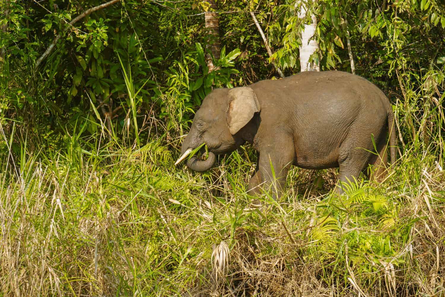 Pygmy elephant in Borneo