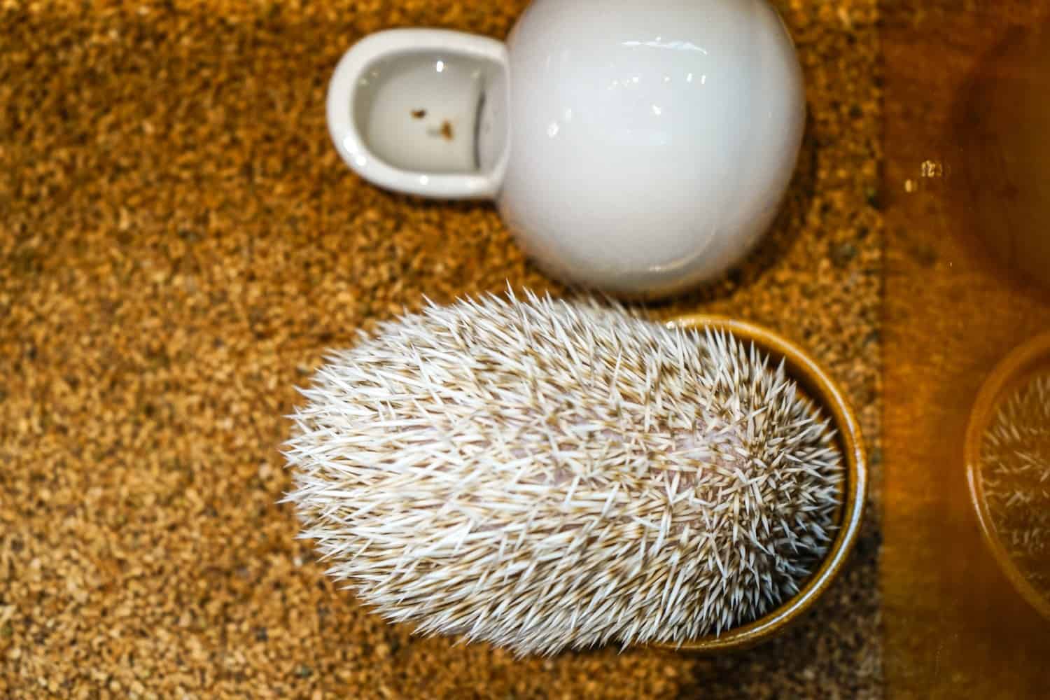 Hedgehog cafe in Tokyo