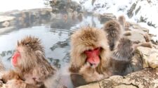 Japanese snow monkeys