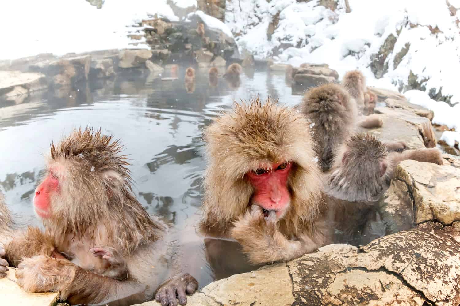 Japanese snow monkeys