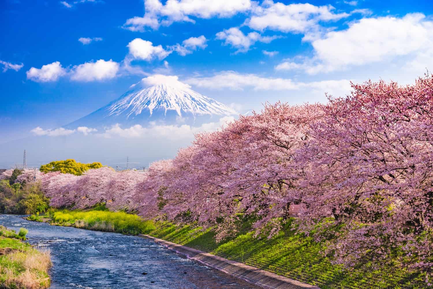 Mount Fuji in spring