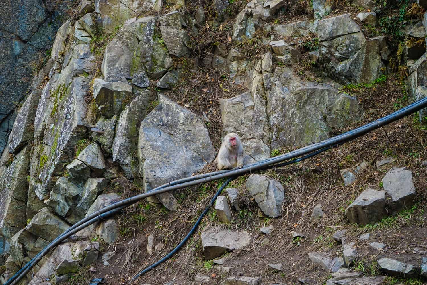 Snow monkey on a cable